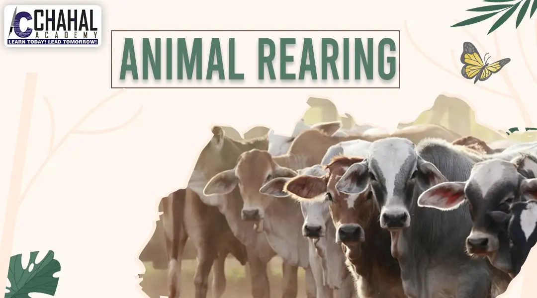 Animal Rearing