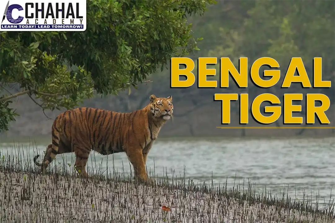 Bengal Tiger