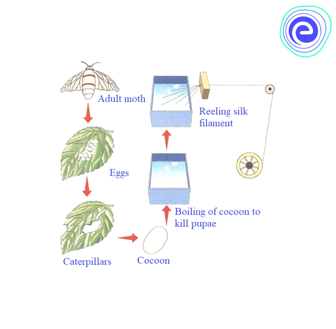 SILK TEXTILE INDUSTRY IAS/UPSC Exam