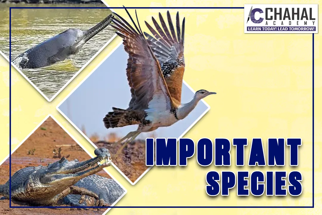 IMPORTANT SPECIES